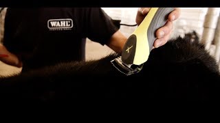 WAHL XBLOCK Cattle Fitting Series Clip [upl. by Ardnahc]