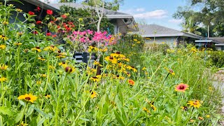 I planted a Native Wildflower Garden in my front yard  2 Months Later [upl. by Goldsmith475]