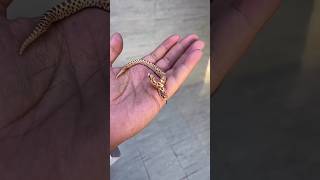 Have you ever seen a two headed snake before subscribenow newvideos support trending [upl. by Rossy252]