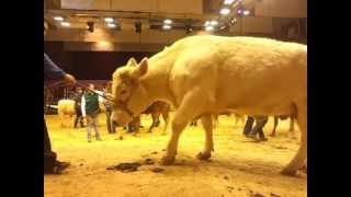 Le Salon de lAgriculture 2013  Les zanimaux et quelques régions [upl. by Dragon]