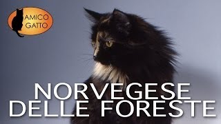 NORVEGESE DELLE FORESTE trailer documentario razza felina [upl. by Enaz818]