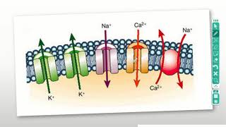 hodgkin huxley model شرح بالعربي [upl. by Erialb]