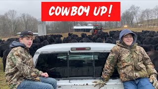 ActionPacked Video With Cowboys and Cattle [upl. by Shaff69]