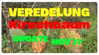 Veredelung Kirschbaum  Update November 2017 [upl. by Ravid]