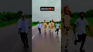 पोळा हर हर महादेवाचाबैलपोळाviralvideo shorts trending trendingsong [upl. by Sower]