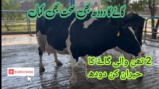 2 teet wali cow ki milk production  good udder development cow  kamal ki breed [upl. by Eseerehc842]