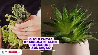 SUCULENTAS Crassula e Aloe cuidados e adubação [upl. by Yelreveb409]