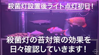 殺菌灯設置後ライト点灯初日！アロワナ水槽の苔の状態を確認！熱帯魚 アクアリウム arowana [upl. by Ahsia]