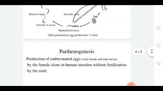 Strongyloidiasis Strongyloides stercoralis [upl. by Nura]