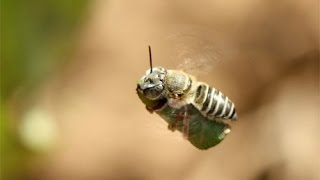 SlowMo Leafcutter Bee  Carrying a leaf [upl. by Bear]