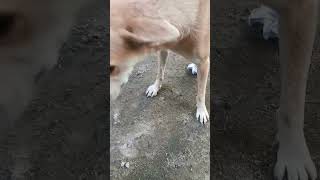 doglover streetdog cuteanimal pets streetpets wilddog mystreetpets dogsstreet funnyanimal [upl. by Nireil718]