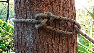 Arborist Knots  How To Tie The Running Bowline Knot [upl. by Urbano]