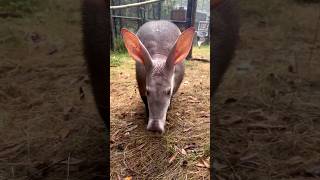 Amazing Aardvarks They Can Hear and Smell Termites and Ants 🐜👂👃 [upl. by Fern]