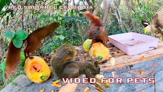 Video For Cats 🐈 Red Squirrelsamp Birds Playing amp Eating Ripe Papaya amp Banana With Birds singing [upl. by Ilona]