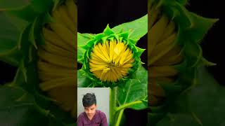 My reaction on time lapse sunflower [upl. by Joseph]