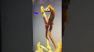 Male Seahorses Give Birth 🐴🌊 shockingfacts wildlifewonder [upl. by Wallack207]