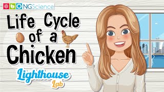 Lighthouse Lab – Life Cycle of a Chicken [upl. by Muldon]