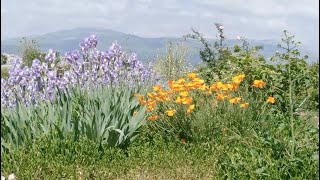 Grasse  Un label remarquable pour Les Jardins du Musée International de la Parfumerie [upl. by Lalita]