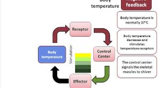 Homeostatic Control Mechanisms [upl. by Ttebroc]