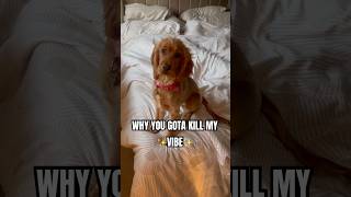 Don’t kill my vibe dog funny puppie cute doglife dogshorts shorts fyp pets subscribe [upl. by Grados]