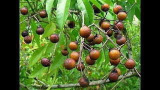 Sapindus mukorossi seeds from Pakistan [upl. by Sandell276]