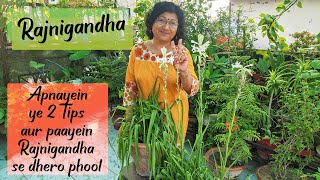 RAJNIGANDHA TUBEROSE Plant Growth Care and Propagation  2 IMPORTANT TIPS  Meri Bagiya Mera Pyaar [upl. by Lorusso]