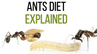 What do ants eat [upl. by Terrill]