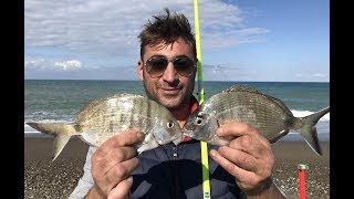 Surfcasting  i SARAGHI gradiscono il GAMBEROE noi li invitiamo a cena [upl. by Lednic]