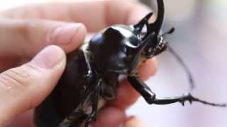 The GIANT Amazing Rhinoceros Beetle  Tambopata PERU [upl. by Canale]