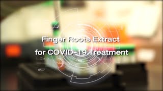 Finger Roots Extract for COVID19 Treatment  Research Impact [upl. by Gotthard]