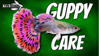 Guppy Fish Care 10 Things You Should Know About Guppies Great Beginner Fish [upl. by Brill]