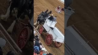 Gorgeous Clydesdale Horses 🤩 Riding Show 🏇 [upl. by Kellda]