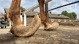 LONG HOOVES on ARABIAN STUD Horse Restoration [upl. by Atilrak606]