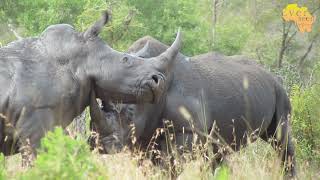 Rhinos Fighting To THE DEATH  Brutal encounter [upl. by Stoeber417]