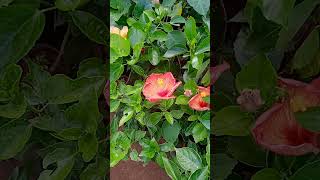 Gudhal Plant Care Tips How to care Habiscus plant at home gardeningaasaanhai short [upl. by Haelhsa]