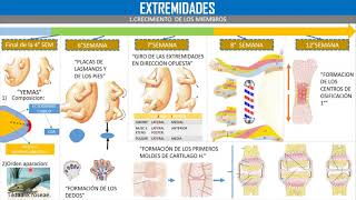 EMBRIOLOGIA DESARROLLO DE LAS EXTREMIDADES [upl. by Lieno]