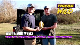 West amp Whit Weeks Hog Hunt to Remember  TIGERS IN THE WILD [upl. by Yehus]