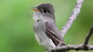 Birdsday Thursday The Eastern Wood Pewee [upl. by Krenn]