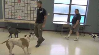 True Dog Aggression Rehabilitation  dog training [upl. by Artus]