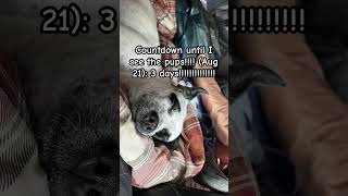 Countdown puppyhood puppy pup animalhumor dog funny funnyanimal pets [upl. by Schober336]