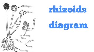 how to draw rhizoids diagram [upl. by Oribelle]