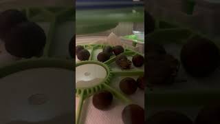 First Crack Button Quail Egg Hatching  Part 1 [upl. by Renckens]