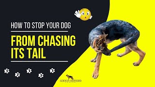 How to Stop Your Dog from Chasing Its Tail [upl. by Teufert554]