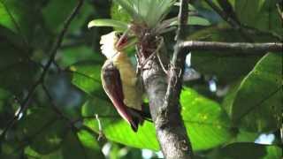 creamcolored woodpecker Suriname 2012 [upl. by Rebel806]