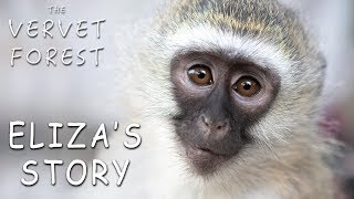 Pet Baby Monkey Joins New Monkey Family  The Vervet Forest  Eliza [upl. by Basil]