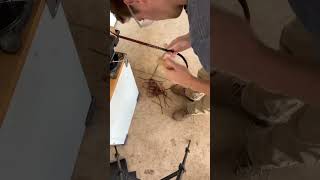 How I make a paracord bullwhip  the first belly bullwhip whip shorts whipcracking [upl. by Ahsiekam]