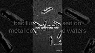 Bacillus Gram Positive Bacteria [upl. by Bertila]