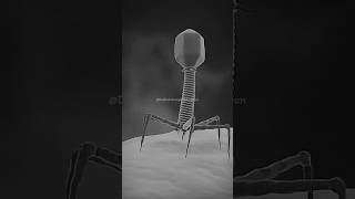 Bacteriophage Infect Bacteria Cell dadhichsir bsc neet shorts youtubeshorts [upl. by Aisnetroh]