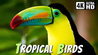 Most Beautiful Tropical Birds  Amazing Birds Chirp  Stress Relief  RelaxingHealing Nature Sounds [upl. by Vasili]