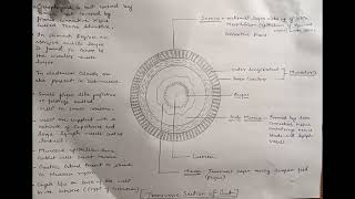 Transverse Section of gut  Alimentary canal  4 layers  Digestion and Absorption [upl. by Christophe]